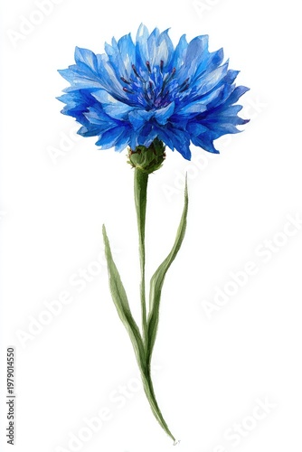 Watercolor image of a vibrant blue cornflower in full bloom, on a slender green stem