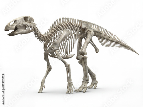 Edmontosaurus annectens full skeleton in lateral view isolated on white background, detailed scientific reconstruction showing complete bone structure and hadrosaur anatomy.
