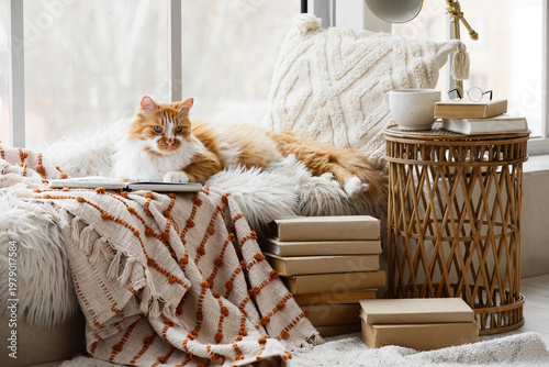 Cute fluffy cat with books ...