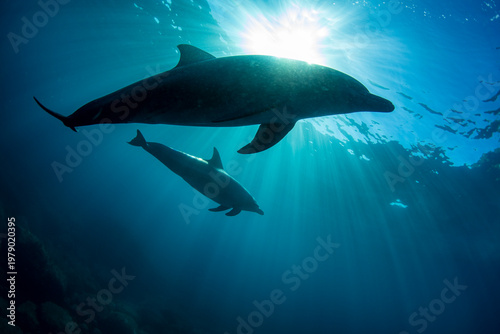 Sunlight and two wild dolphins