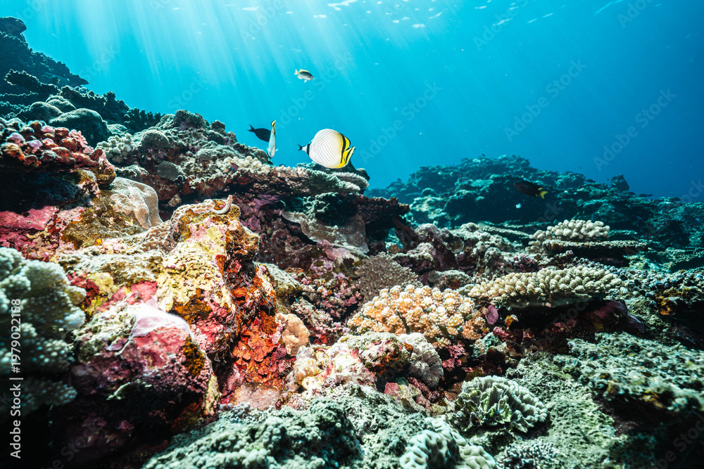 Obraz premium Butterflyfish and Reef Fishes in Clear Blue Water