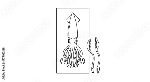 Squid Illustration: Tentacles and Mantle - Line Art Drawing