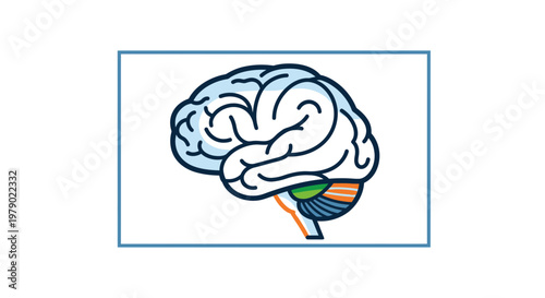 Stylized Brain Anatomy Illustration - Cerebrum, Cerebellum, Brainstem