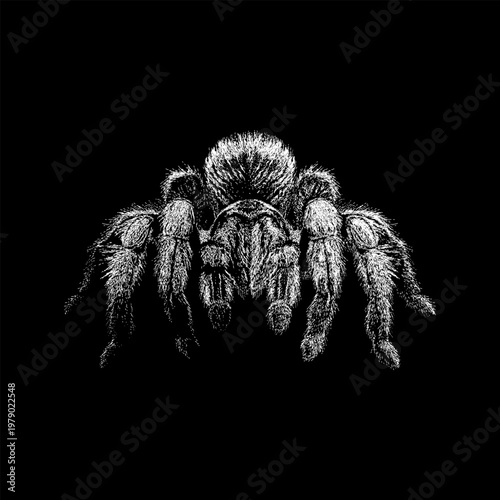 hand-drawn vector illustration of a frontal view tarantula spider, featuring intricate ink-dot and line-art stippling for realistic texture and a stark, black and white aesthetic on a black background
