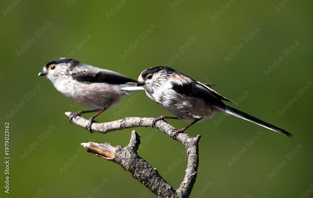 Fototapeta premium a beautiful mythical bird perched on branch
