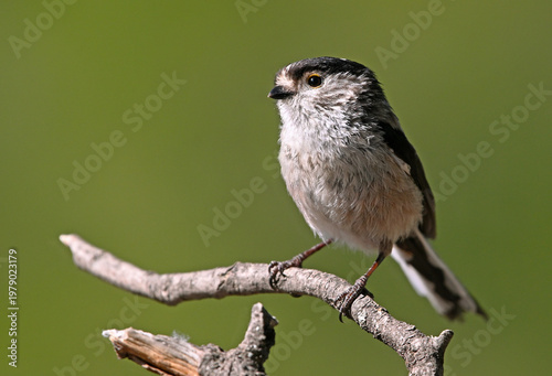 Foto a beautiful mythical bird perched on  branch