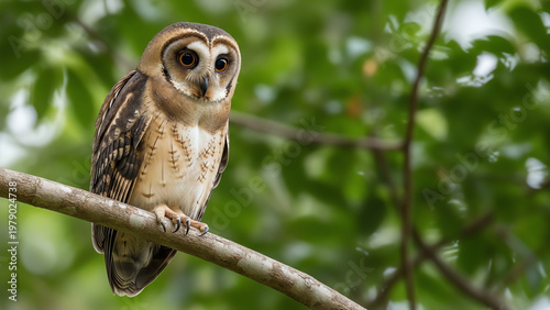 Owl Perched on a Tree Branch in a Lush Tropical Forest with a Blurred Green Background Showcasing Its Striking Brown and White Plumage