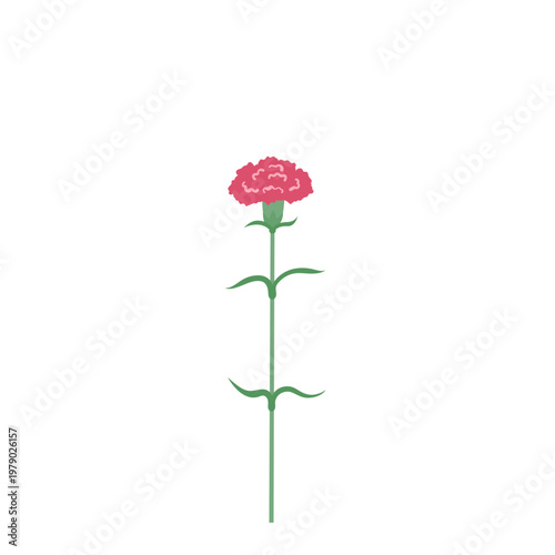 Carnation Flower for Mother's Day Floral Vector Illustration Isolated