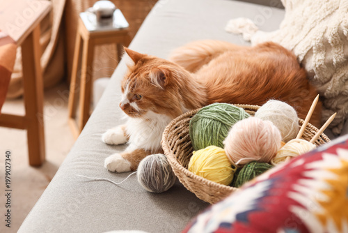 Cute fluffy cat with knitti...