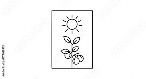 Minimalist line art of a plant with fruit growing under a sun icon