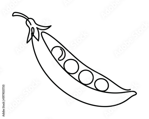 Fresh pea pod line drawing with peas inside on transparent background vector illustration