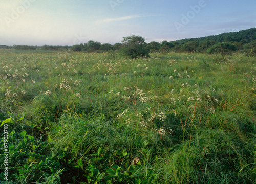 ドクゼリが群生する釧路湿原（北海道・釧路市）
