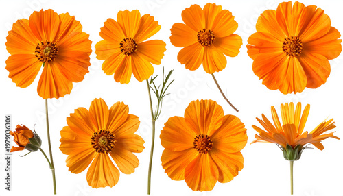 A collection of vibrant orange cosmos flowers are arranged against a clean white background, showcasing their delicate petals and intricate centers.