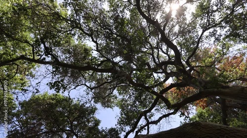 Spinning While Looking Up At Trees.