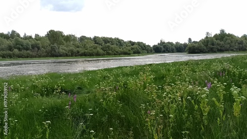Foto Tall grass on one bank and dense forest on the other of a wide swampy riverbed on a cloudy summer day