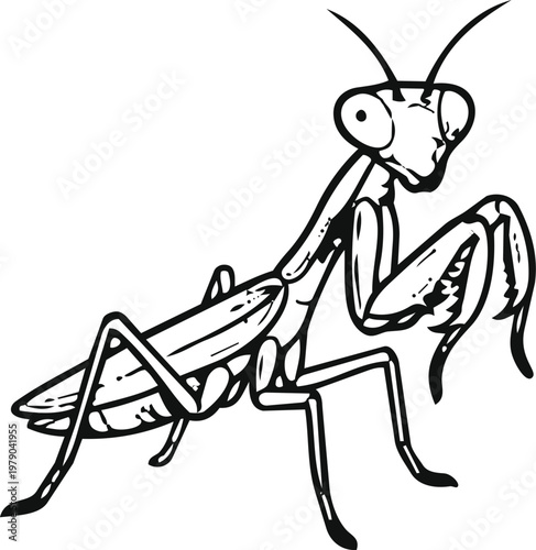 Line art vector illustration of a praying mantis