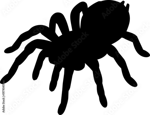 Black silhouette vector illustration of a tarantula spider