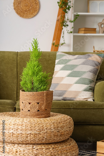 Cypress tree on poufs in living room
