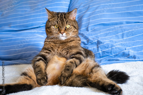 Scottish Straight cat of the Tabby color (Felis catus). Funny cat sitting in human pose