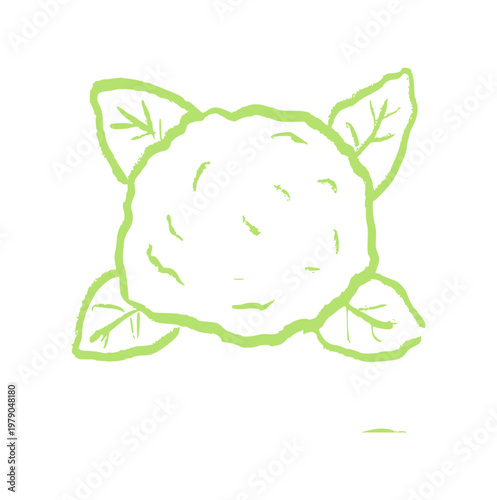 cauliflower vegetable, hand drawn green crayon wax, doodle element, organic food icon, rough texture sketch, healthy vegan