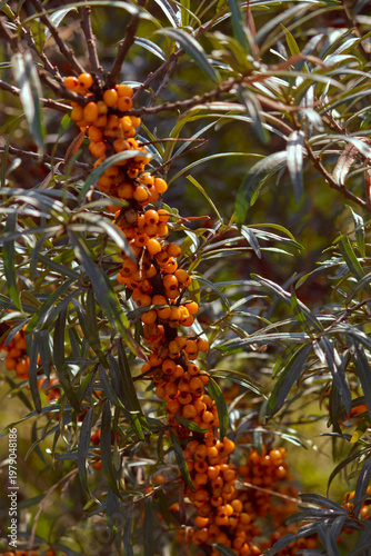 Sea buckthorn (Hippophae). A branch of a shrub densely strewn with ripe bright orange berries and narrow green leaves, close-up on a sunny day.