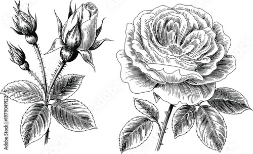 Rose flower and buds vintage engraving illustration on checkered background.