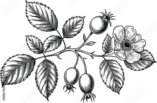 Photography Vintage rose branch with flower and berries, detailed drawing on transparent background