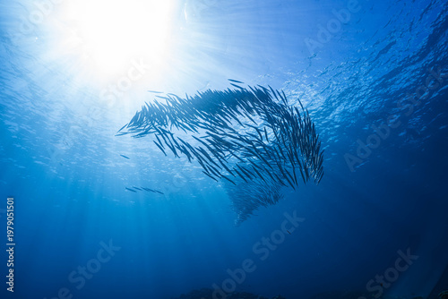 Billede på lærred Barracuda fish school moving together underwater