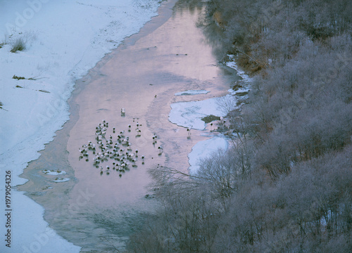丘から見下ろすタンチョウのねぐら（北海道・釧路市）
