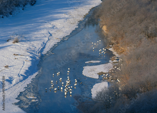 丘から見下ろすタンチョウのねぐら（北海道・釧路市）

