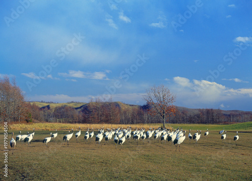 整列するタンチョウの群（北海道・鶴居村）
