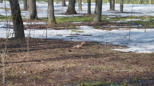 Red squirrel exploring. Small red squirrel searches through melting snow. Juvenile red squirrel navigates leaf litter as sunlight gently illuminates early spring terrain