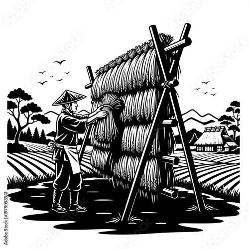 Farmer stacking rice sheaves in traditional asian rice field at harvest time