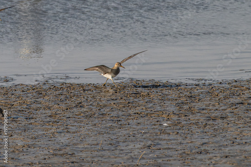 Pectoral sandpiper landing on the lakeshore, its wings fully spread.