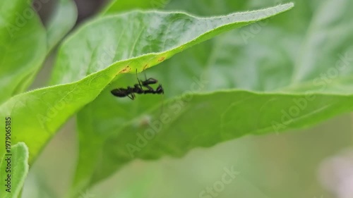 Macro shot of an Asian ant mantis nymph (Odontomantis planiceps) hanging upside down under a green leaf, showcasing its ant-mimicking body and folded raptorial forelegs.