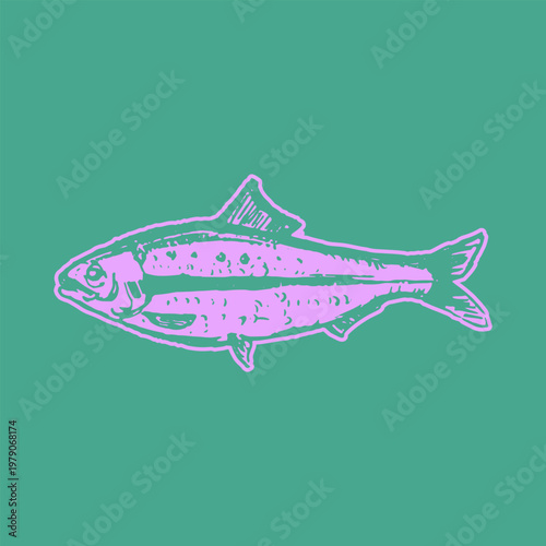 Handdrawn Carolina saltwater fish Doodle Illustration Fresh Sketch Style