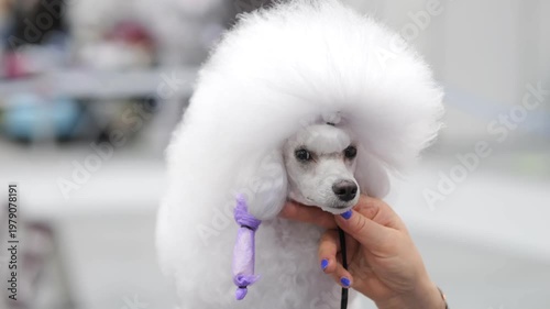 Small white poodle with fluffy haircut. Hand gently holds the dog's chin. Pet looks calm and stylish. Background blurred, focusing on the dog's unique style. Light and airy atmosphere