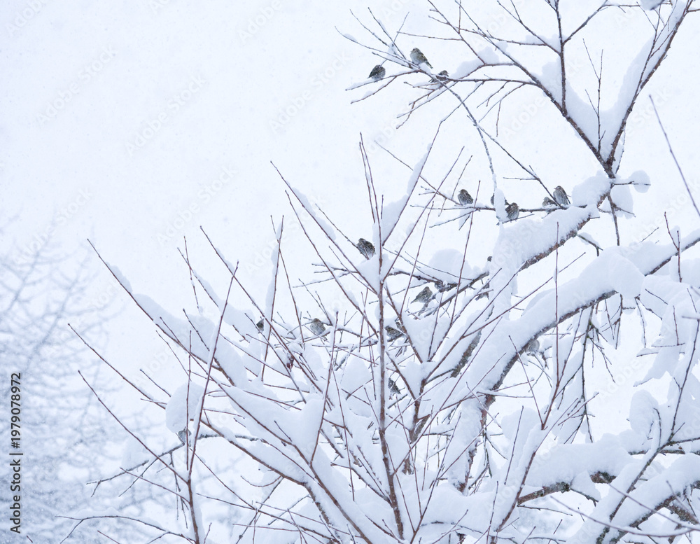 Obraz premium Flock of pine siskin birds sitting in a bush in the snow.