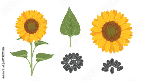 Sunflower botanical illustration elements set: whole plant, vibrant flower head, green leaf, and nutritious seeds on white