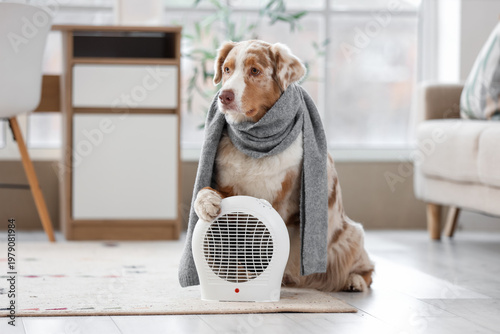 Australian Shepherd dog wit...