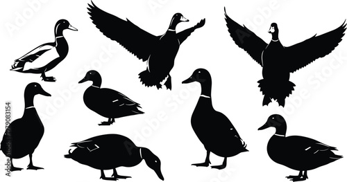 Set of black duck silhouettes, isolated mallard bird vector illustrations, flying and standing waterfowl graphic design elements, pond nature set.