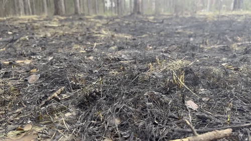 Burnt forest floor with pine cones and ash, consequences of a forest fire, environmental damage
