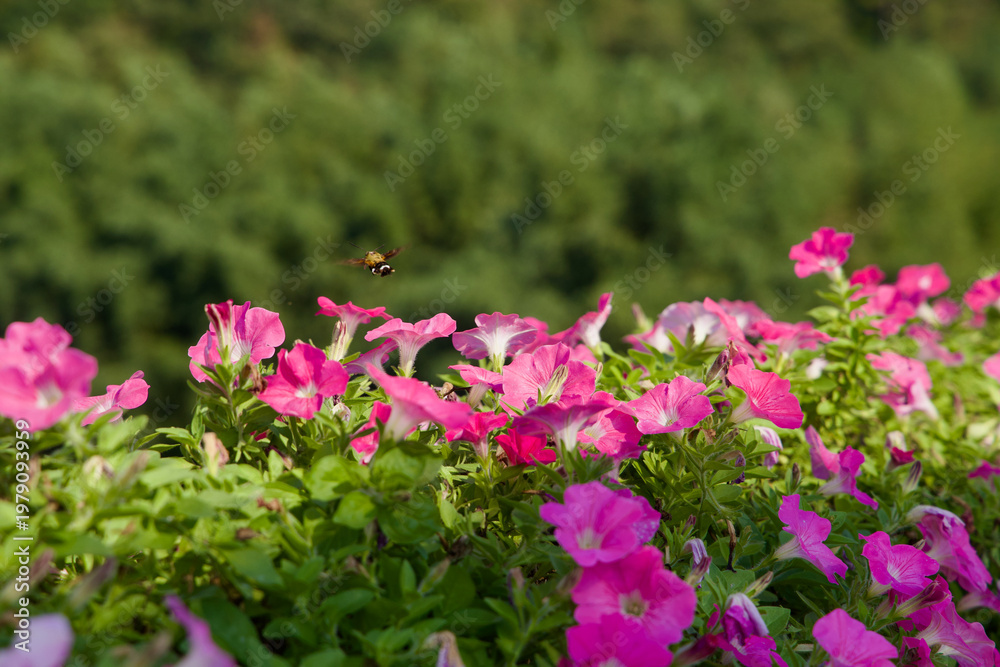 Obraz premium Petunias and Bee by Taehwa