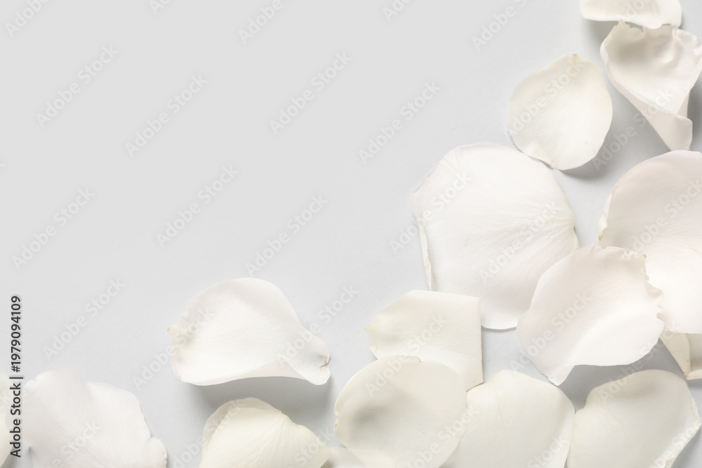 Naklejka premium Beautiful white rose petals on grey background