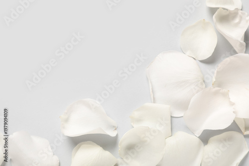 Beautiful white rose petals on grey background