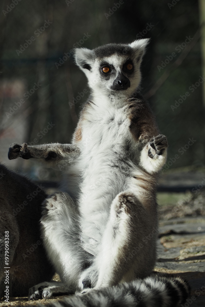 Fototapeta premium Lemur sitting and looking around in a natural setting