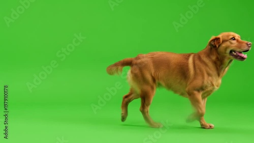 Happy Brown Dog Walking Green Screen Background