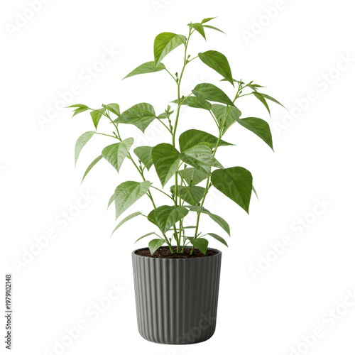 Vibrant young plant in a stylish gray pot isolated on white background