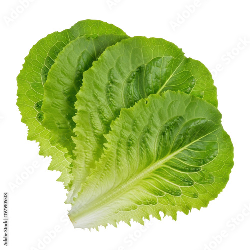 Fresh green organic lettuce head isolated on white background for healthy eating