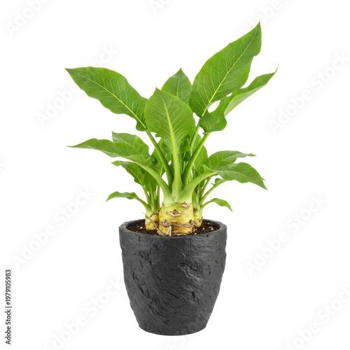 Potted arum titan plant with textured black pot and vibrant green leaves isolated on white background